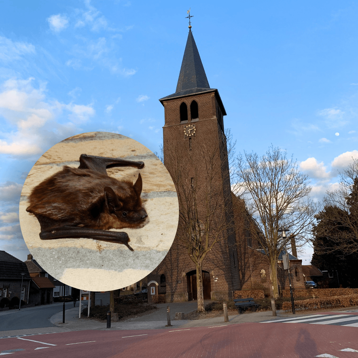 IoT Climate Monitoring of Europe's Largest Bat Colony